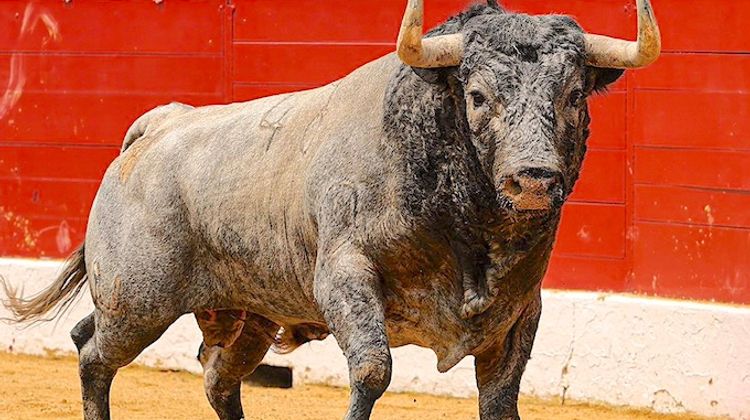 TOROS-TOROS – Les cartels de la Feria de Vic-Fezensac